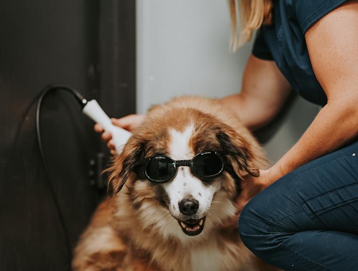 Laser Treatment for Dogs Beaufort Pet Laser Therapy